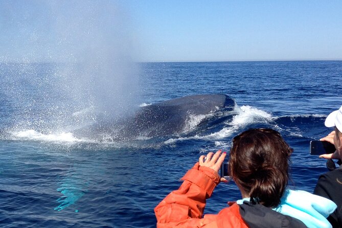 3-Hour Guided Whale and Dolphin Watching Experience in San Diego - Is $149 a fair price?