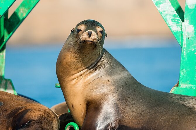 3-Hour Guided Whale and Dolphin Watching Experience in San Diego - Who should book this experience?