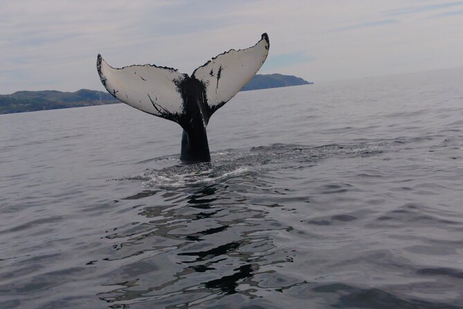 3 Hour Ocean Safari by Zodiac Boat -Whales & Icebergs seasonally - Starting in Trinity with rocks older than memory