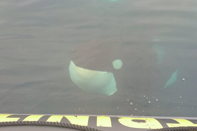 3 Hour Ocean Safari by Zodiac Boat -Whales & Icebergs seasonally - Weather, cancellations, and the best mindset