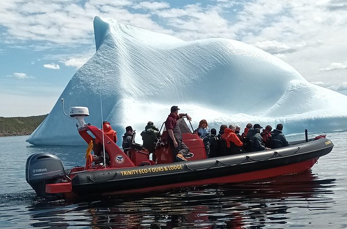 3 Hour Ocean Safari by Zodiac Boat -Whales & Icebergs seasonally - Who will get the most from this Trinity tour