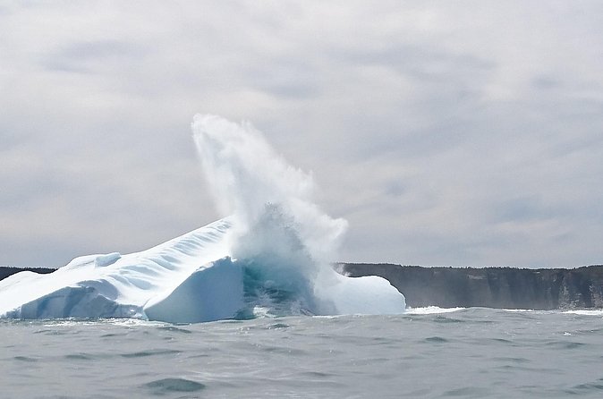 3 Hour Ocean Safari by Zodiac Boat -Whales & Icebergs seasonally - What makes the wildlife sightings memorable