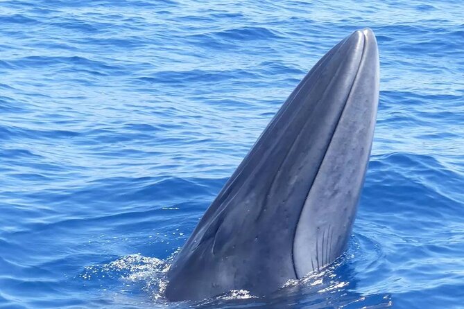 3-Hour Private Tour with Whale and Dolphin Watching - Searching for Pilot Whales and Dolphins