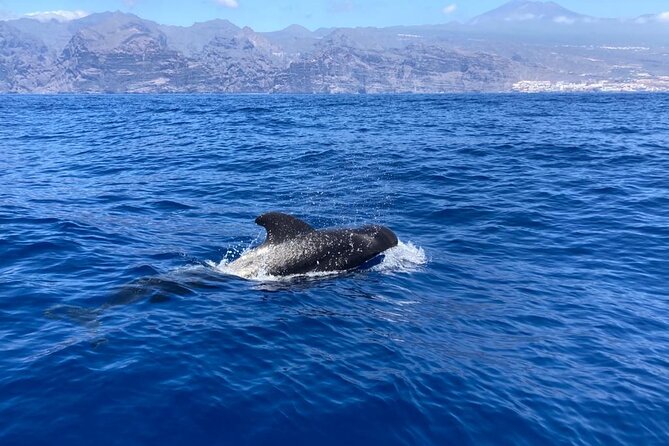 3-Hour Private Tour with Whale and Dolphin Watching - Teide, La Gomera, and the Teno Reserve