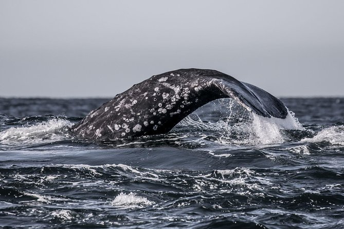 3-Hour Whale Watching Tour from Monterey - Leaving Fisherman’s Wharf at 10am