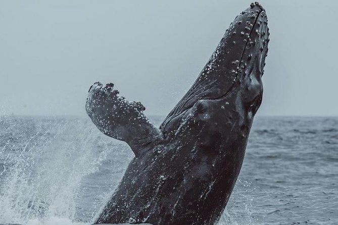3-Hour Whale Watching Tour from Monterey - Old Fisherman’s Wharf and the Discovery Whale Watch departure