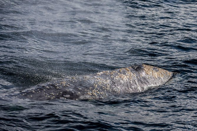 3-Hour Whale Watching Tour from Monterey - Sea conditions and the motion sickness question