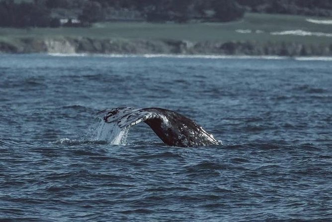 3-Hour Whale Watching Tour from Monterey - What the $75 price gets you