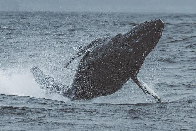 3-Hour Whale Watching Tour from Monterey - Naturalists, captains, and the value of the commentary