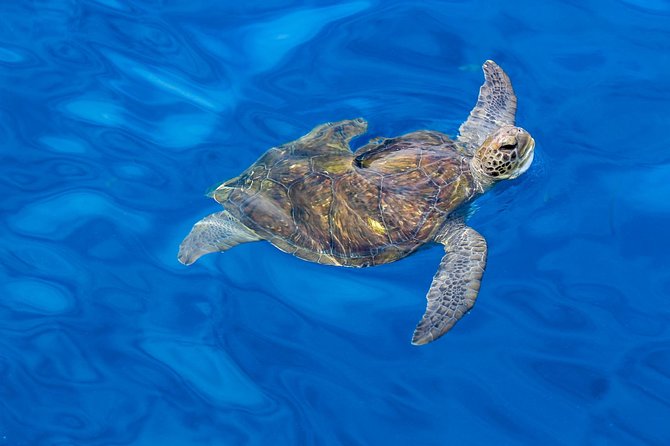3 Hours All Inclusive Whale and Dolphin Whatching Yacht Trip - Weather, cancellation, and practical planning