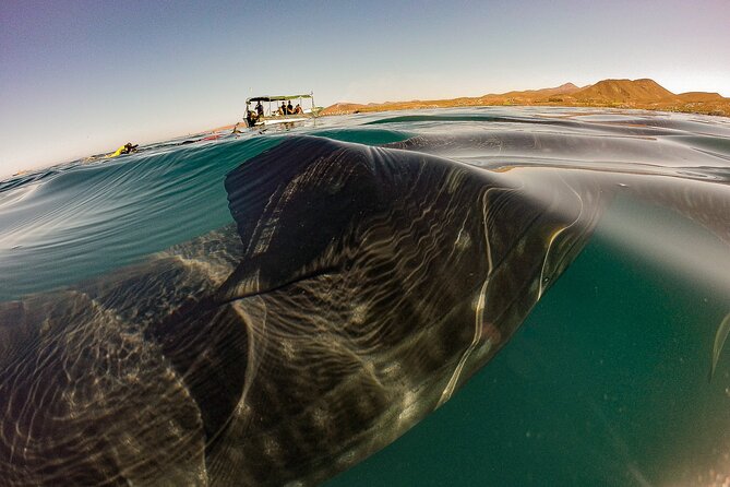 3 Hours La Paz Whale Shark First Class Snorkeling Tour - Key points to know before booking