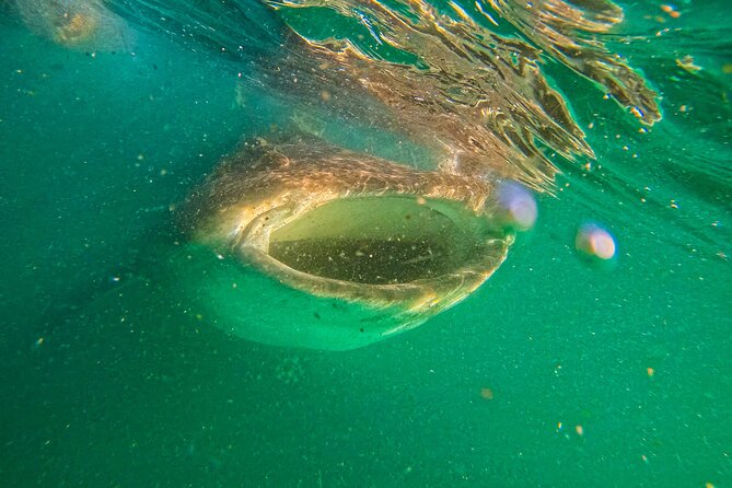 3 Hours La Paz Whale Shark First Class Snorkeling Tour - The 7:15 am meeting in central La Paz