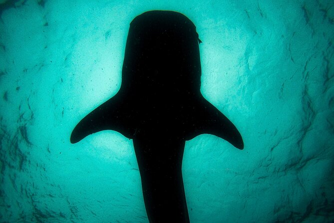 3 Hours La Paz Whale Shark First Class Snorkeling Tour - What the whale shark encounter feels like