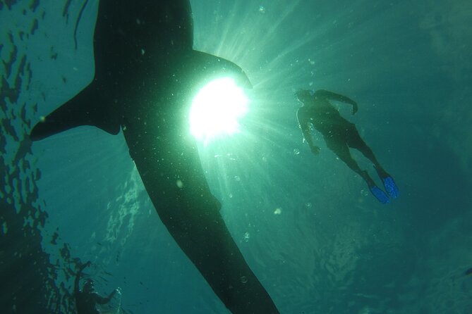 3 Hours La Paz Whale Shark First Class Snorkeling Tour - Equipment, comfort, and what you must bring