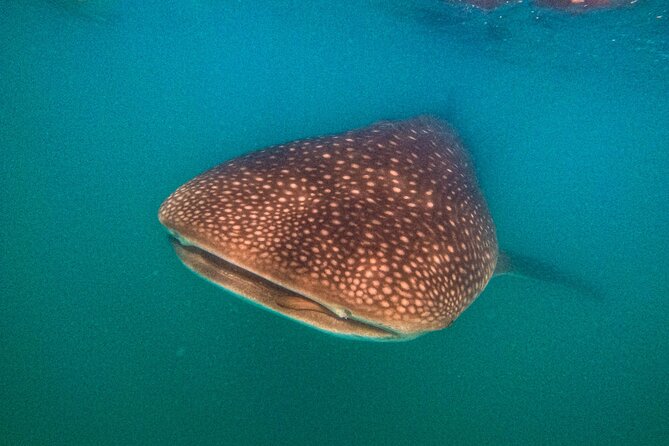3 Hours La Paz Whale Shark First Class Snorkeling Tour - Drinks, GoPro footage, and the practical extras