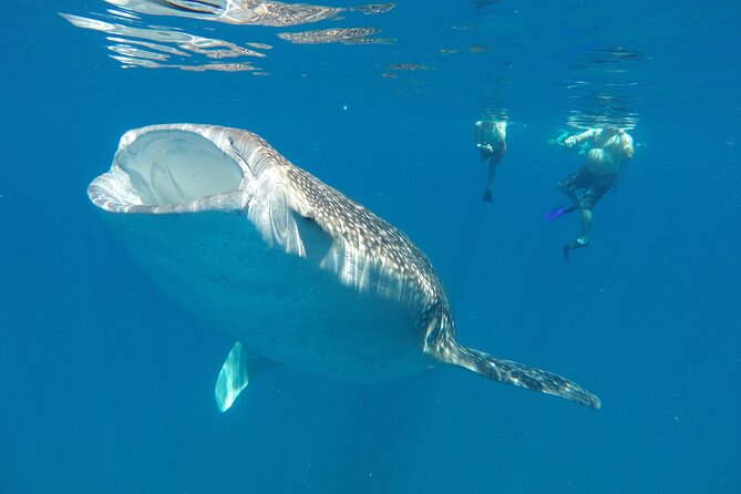 3 Hours La Paz Whale Shark First Class Snorkeling Tour - Is $178.40 a fair price?