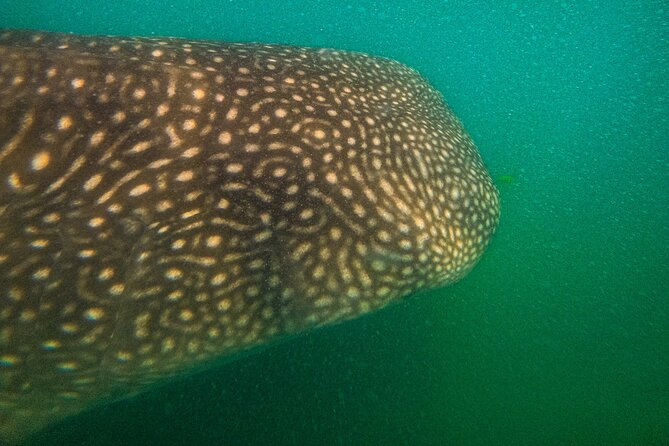 3 Hours La Paz Whale Shark First Class Snorkeling Tour - Who will get the most from this tour