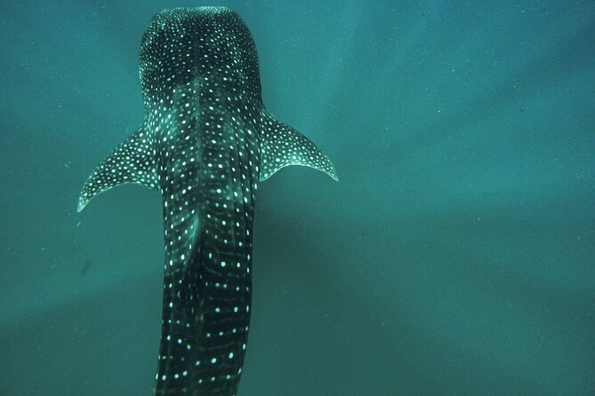 3 Hours La Paz Whale Shark First Class Snorkeling Tour - A private boat makes the three-hour format work