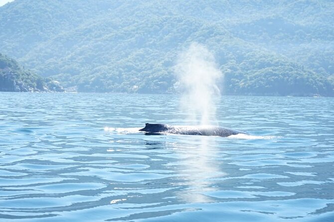 3 Hours of Whale Watching in Puerto Vallarta - Key points to know before booking