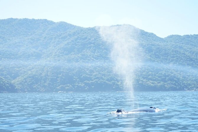 3 Hours of Whale Watching in Puerto Vallarta - Searching Bay of Banderas for whales
