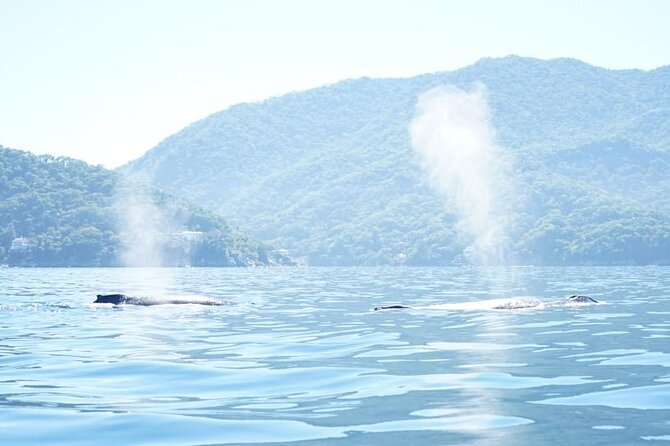 3 Hours of Whale Watching in Puerto Vallarta - Bay views, Los Arcos, and possible extra stops
