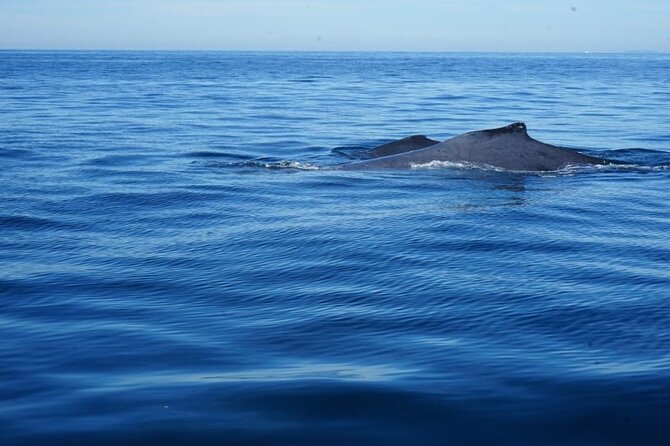 3 Hours of Whale Watching in Puerto Vallarta - What the small panga feels like