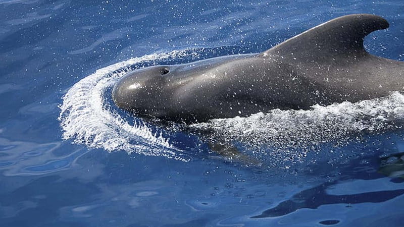 3h Whale Watching Private tour Beneteau Oceanis 440 - Should You Book the Beneteau Oceanis 44?