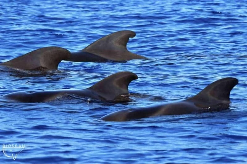 3h Whale Watching Private tour Beneteau Oceanis 440 - What Madoudou Is Like on the Water