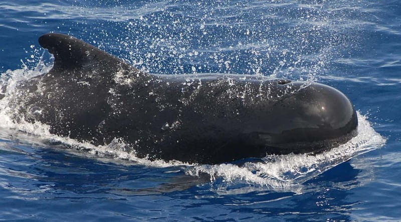 3h Whale Watching Private Tour Costa Adeje Lina7 Mizendoha - A 30-minute food and swimming break