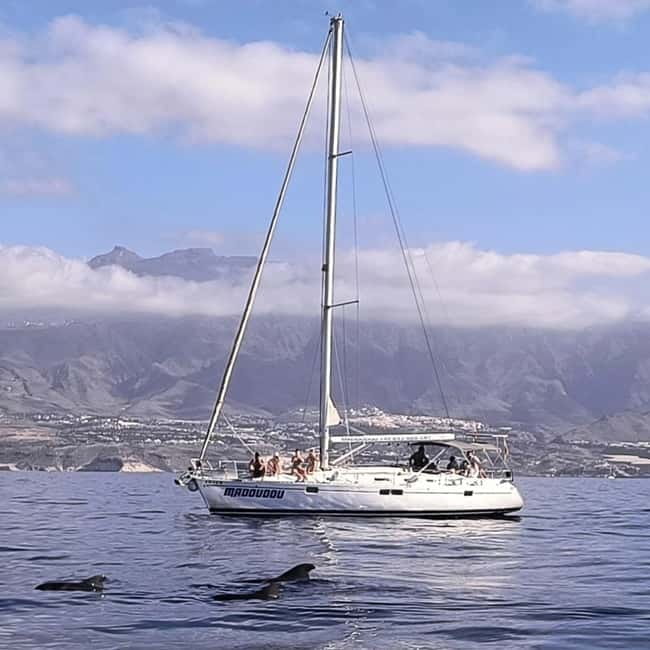 3h Whale Watching Share Tour Beneteau Oceanis 440 - Key points to know before you book