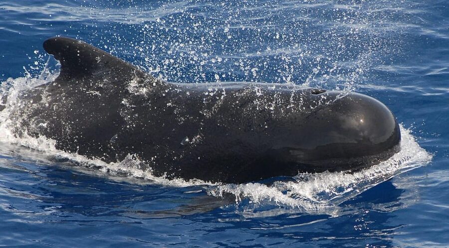 3h Whale watching Share Tour Costa Adeje Lina7 Mizendoha - Who will enjoy this boat trip most