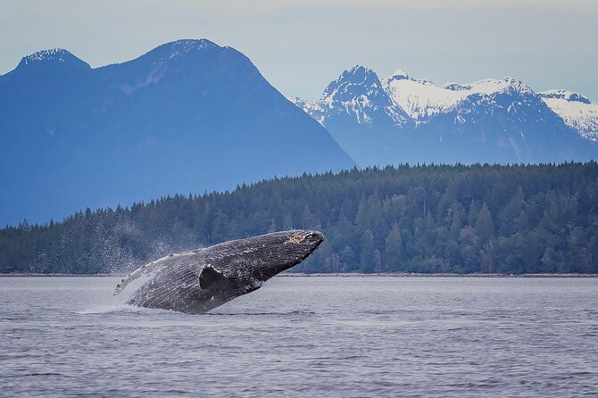 4 Hour Afternoon Whale Watching Tour - Key points to know before booking