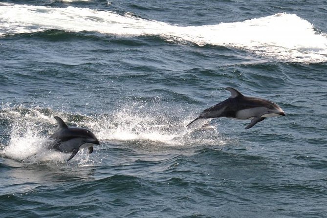 4 Hour Afternoon Whale Watching Tour - Searching for orcas and humpback whales