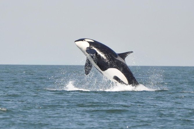4 Hour Morning Whale Watching Tour - Why the group size matters