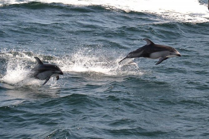 4 Hour Morning Whale Watching Tour - A realistic way to plan the morning