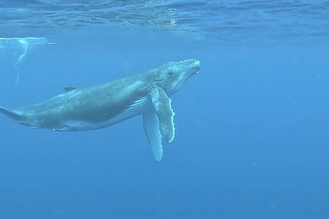 4 Hour Private Humpback Whales Encounter in Moorea - Snacks, timing, and the practical details