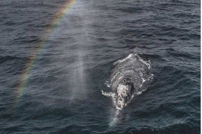 4 Hour Whale Watching Tour From Monterey - Key things to know before you sail