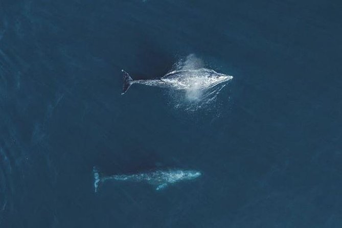 4 Hour Whale Watching Tour From Monterey - What the three-and-a-half-hour route feels like