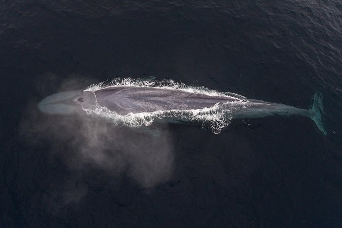 4 Hour Whale Watching Tour From Monterey - The cold, the motion, and what to wear