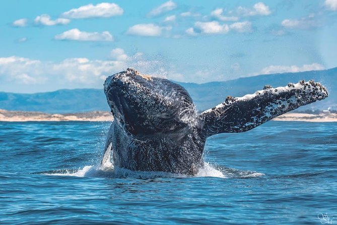 4 Hour Whale Watching Tour From Monterey - How much value do you get for $85?