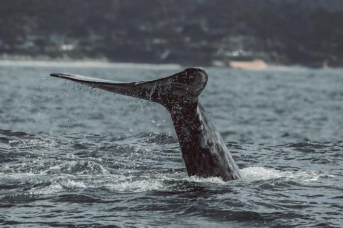4 Hour Whale Watching Tour From Monterey - Monterey Bay is the real attraction