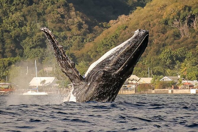 4 Hours of Humpback Whale Watching in Tahiti - Key points to know before you go