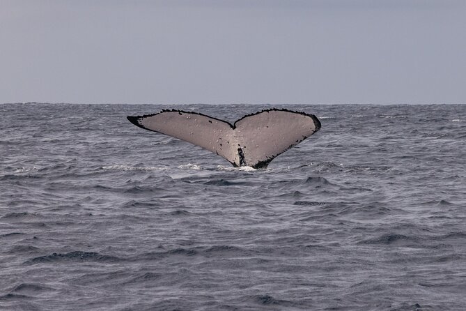 4 Hours of Humpback Whale Watching in Tahiti - The briefing sets the tone