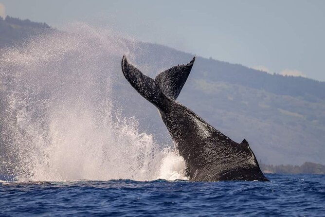 4 Hours of Humpback Whale Watching in Tahiti - The hydrophone adds another sense
