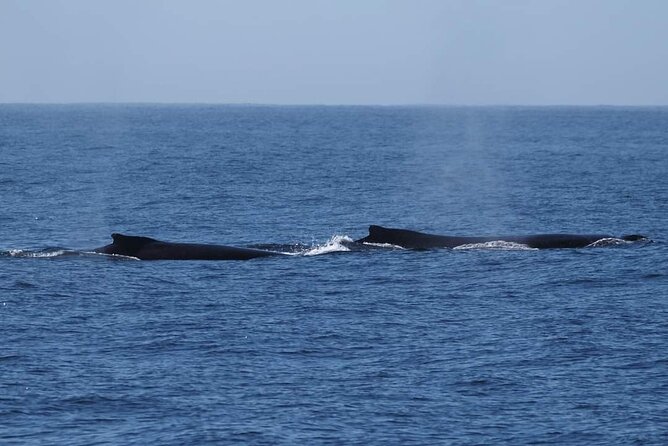 4 Hours of Humpback Whale Watching in Tahiti - Snorkeling near whales is a bonus, not the plan