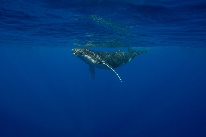 4 Hours of Humpback Whale Watching in Tahiti - Searching from the boat