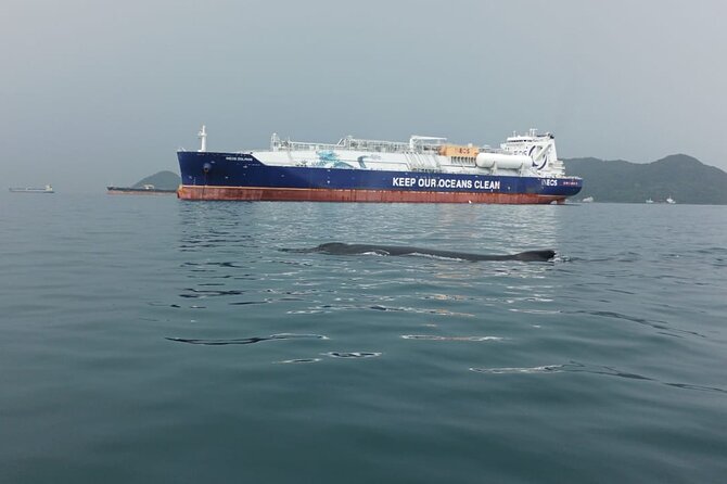5 hours Whale Watching Experience from Panama City - Starting early from Panama City
