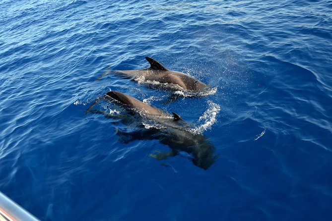 5 hr watching and listening whales and dolps. Visit Los Gigantes - Crew service and the practical details that matter