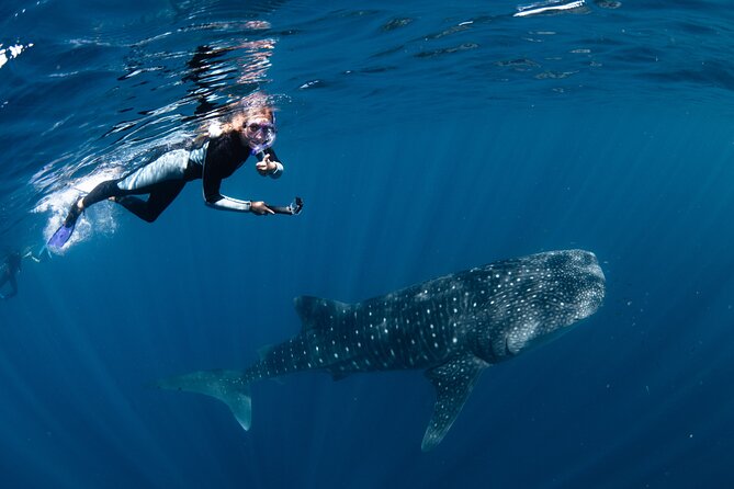 7 Hours Off Peak Whale Shark and Ningaloo Reef Tour in Exmouth - Why Ningaloo Reef makes this a special day