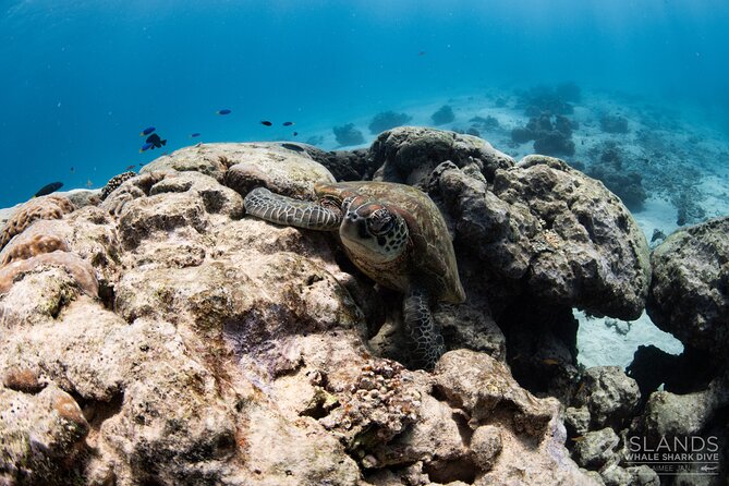 7 Hours Off Peak Whale Shark and Ningaloo Reef Tour in Exmouth - What is included in the price of $394.48